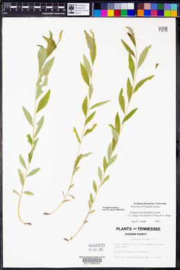 Polygala lonchophylla image