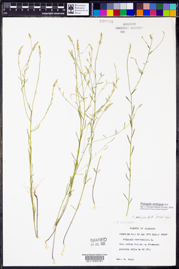 Polygala verticillata image