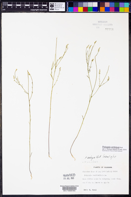 Polygala ambigua image