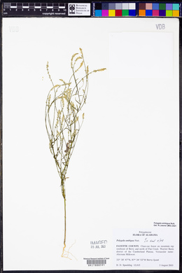 Polygala ambigua image