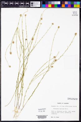 Polygala mariana image