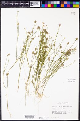 Polygala mariana image