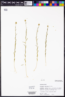 Polygala mariana image