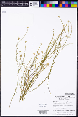 Polygala mariana image