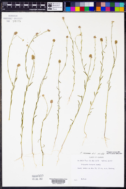 Polygala harperi image
