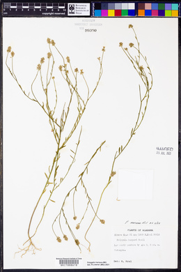 Polygala harperi image