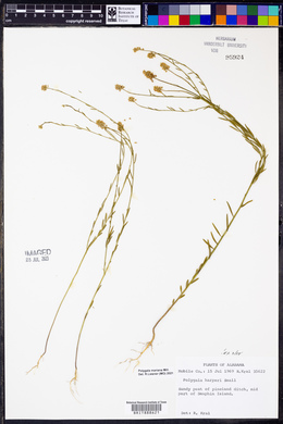 Polygala harperi image