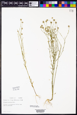 Polygala mariana image