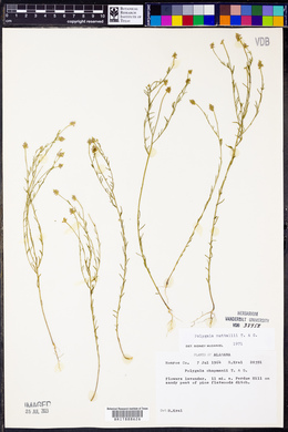 Polygala nuttallii image