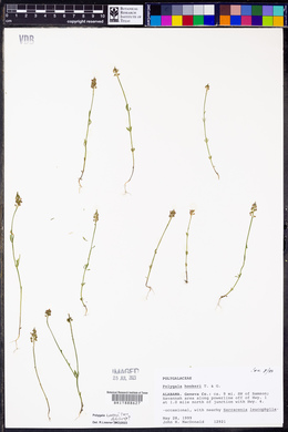 Polygala hookeri image