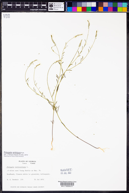 Polygala ambigua image