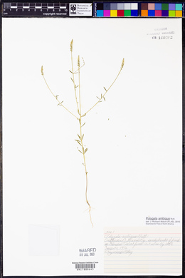 Polygala ambigua image