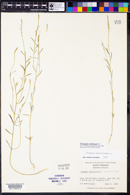 Polygala verticillata image