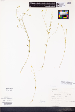 Polygala ambigua image