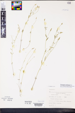 Polygala ambigua image