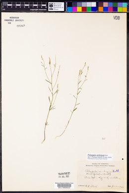 Polygala ambigua image