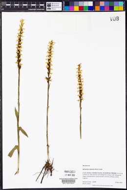 Spiranthes odorata image