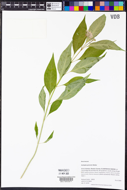 Asclepias perennis image