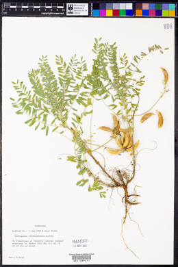 Astragalus tennesseensis image