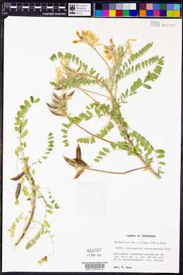 Astragalus tennesseensis image