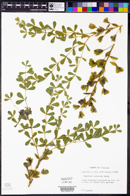 Baptisia calycosa image