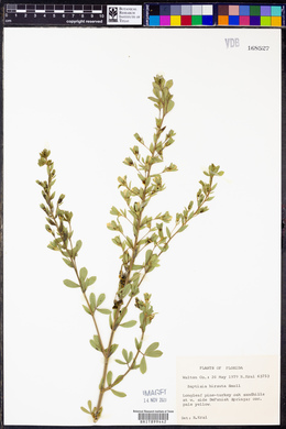 Baptisia hirsuta image