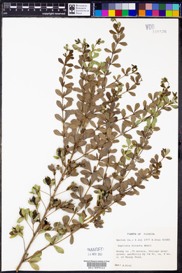 Baptisia hirsuta image