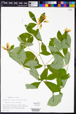 Baptisia riparia image