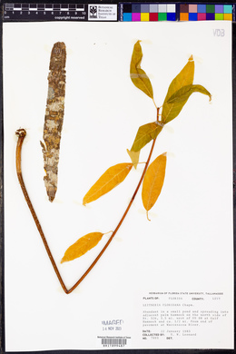 Leitneria floridana image