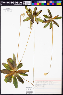 Pinguicula planifolia image