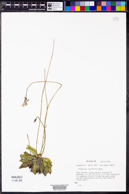 Pinguicula planifolia image