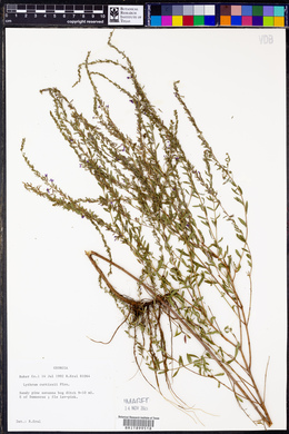 Lythrum curtissii image