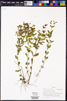 Rhexia parviflora image