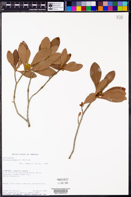 Myrica inodora image