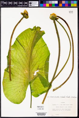 Nuphar advena subsp. ulvacea image