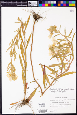 Oenothera pilosella subsp. sessilis image