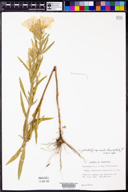 Oenothera pilosella image