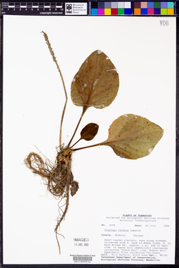 Plantago cordata image