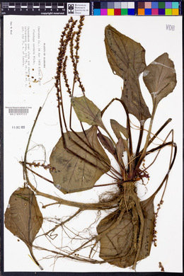 Plantago cordata image