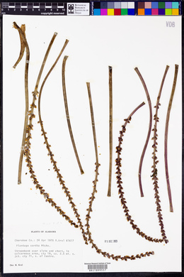 Plantago cordata image