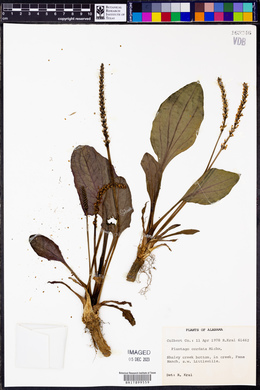 Plantago cordata image