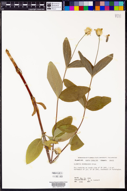 Clematis ochroleuca image