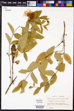 Clematis viticaulis image