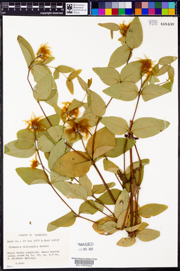 Clematis viticaulis image