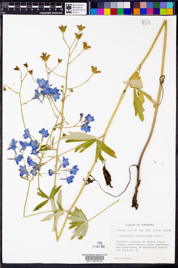 Delphinium newtonianum image