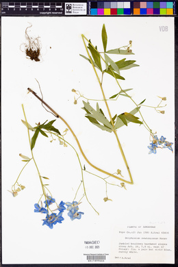 Delphinium newtonianum image