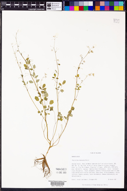 Thalictrum arkansanum image