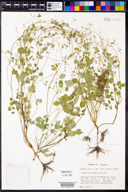 Thalictrum debile image