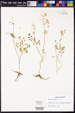 Thalictrum debile image