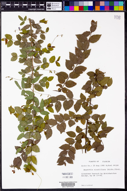 Sageretia minutiflora image